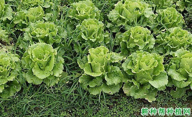 生菜怎么种出的快(生菜怎么种出的快些)
