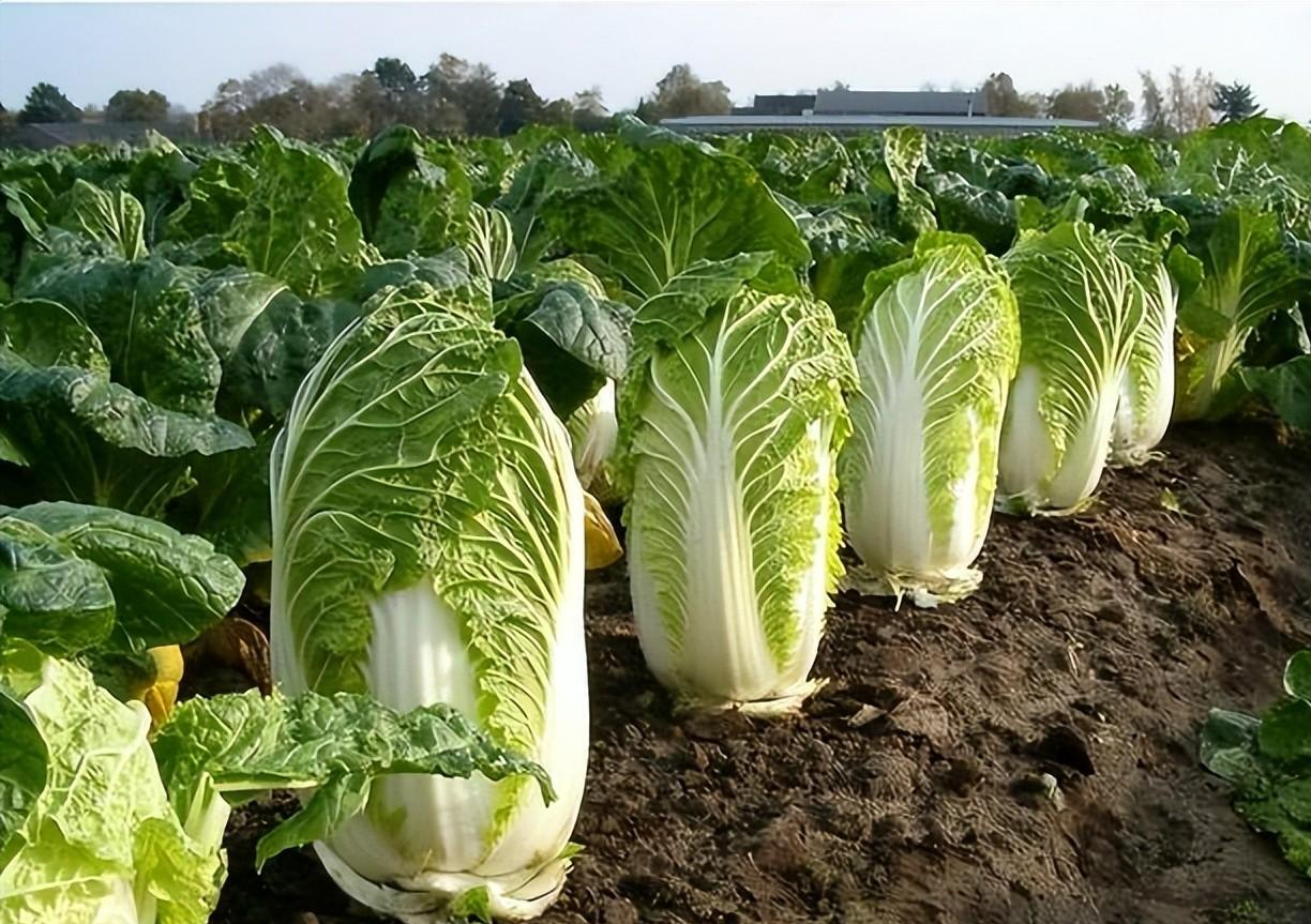 白菜的周期是多久(白菜的生长周期是多长时间才收)