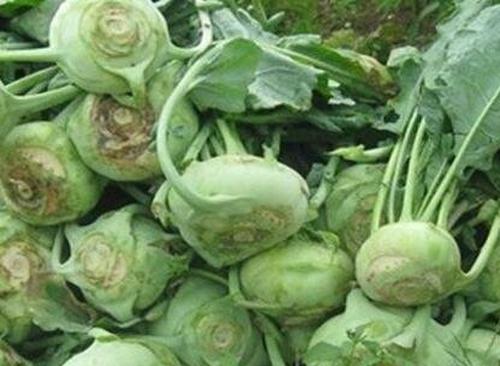 芥菜头怎么种(芥菜头怎么种植)