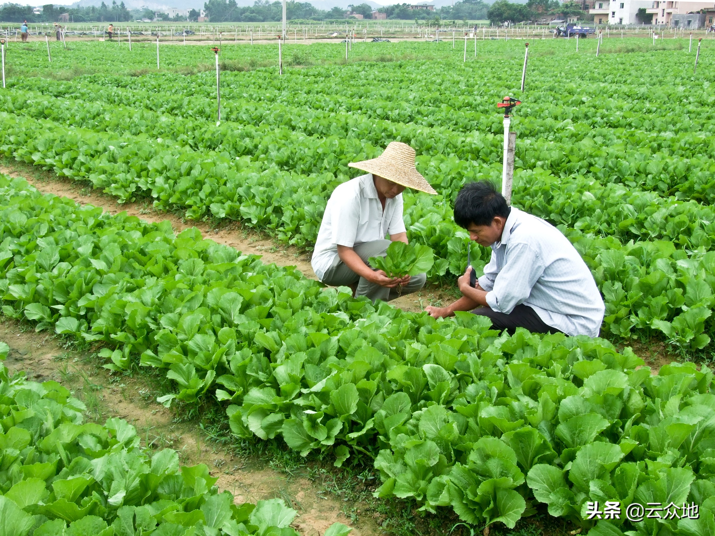 芥菜头怎么种(芥菜头怎么种植)