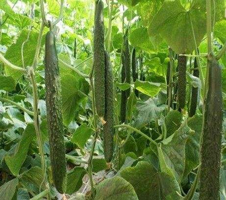 黄瓜种多久可以结果(黄瓜种多久可以结果呢)