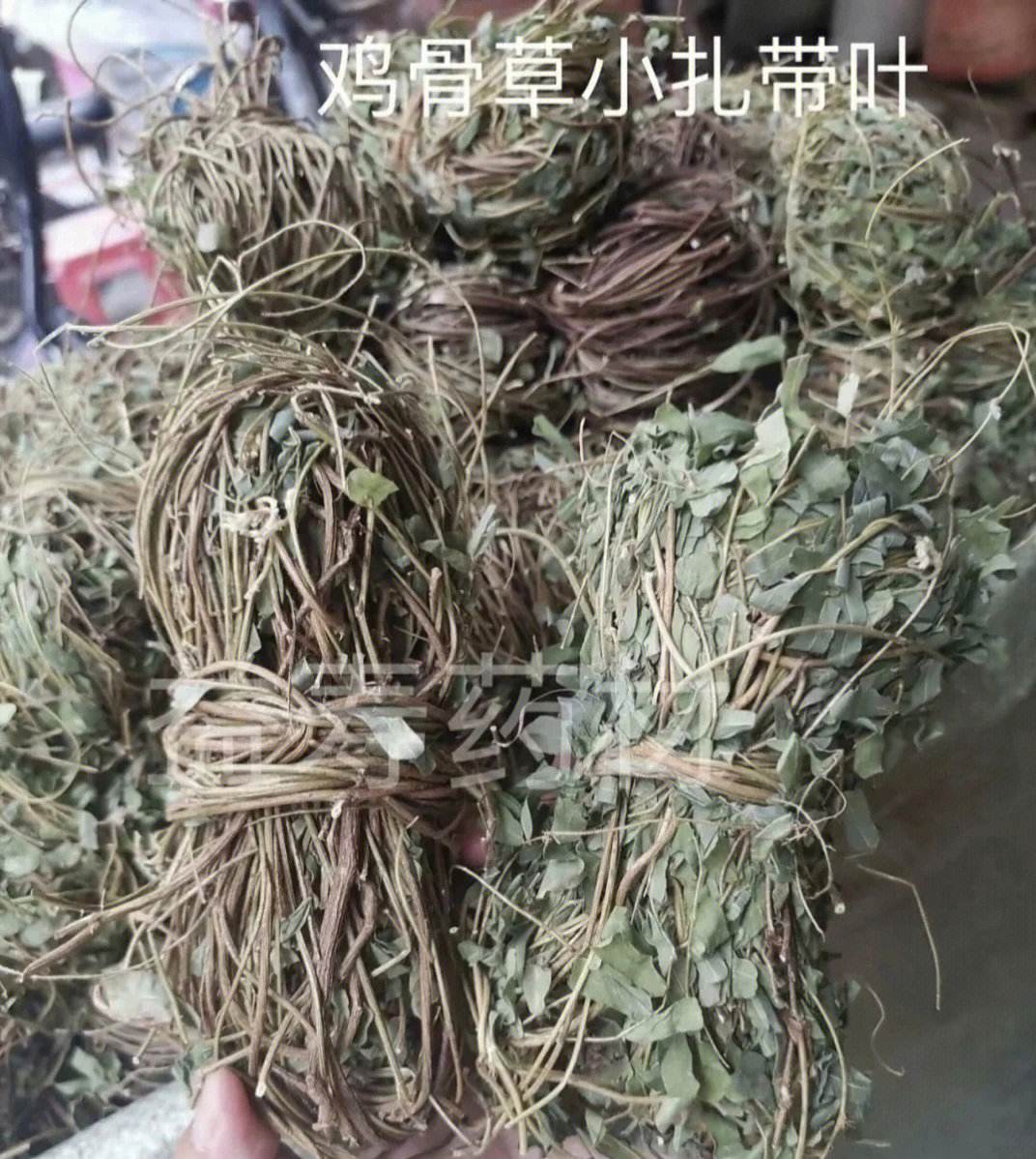 软肝草有什么功效(软肝草有什么功效和作用)