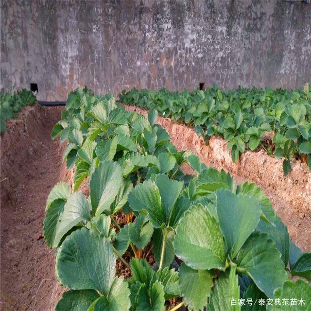 草莓的种植方法是什么(草莓的种植方法和技术视频教程)