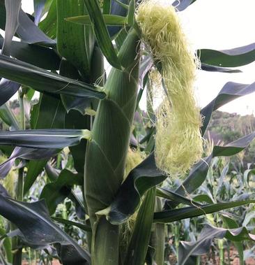 广东省玉米种植(广东地区玉米种植时间)
