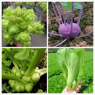 芥菜和苤蓝(芥菜和苤蓝是一个东西吗)