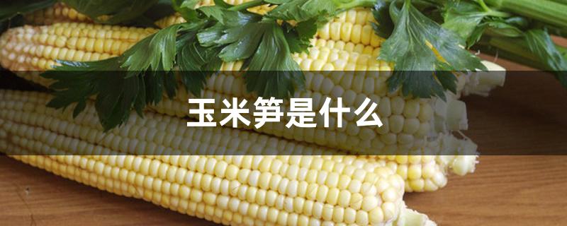 玉米笋属于玉米还是笋(玉米笋属于玉米还是笋类)