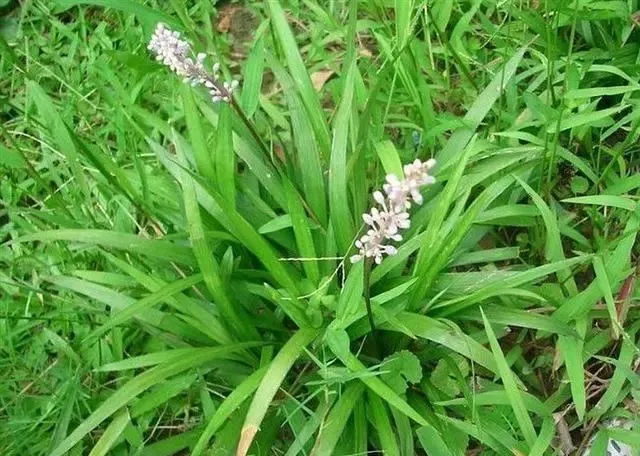 新疆适合种植什么中药材(新疆适合种植什么中药材品种)