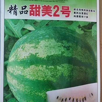 那个牌子的西瓜种子好(目前国内最好的西瓜种子)