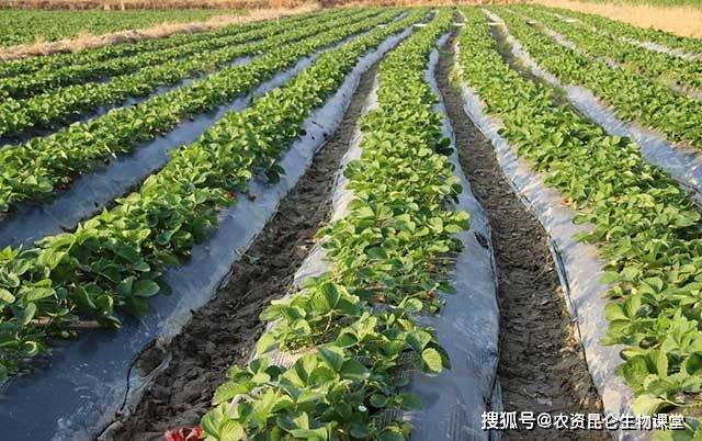 草莓种植需要用什么肥料(草莓种植需要用什么肥料好)