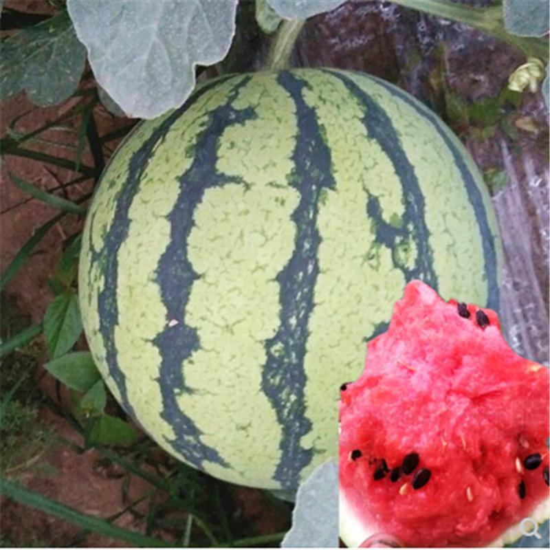绿宝西瓜种(绿宝瓜种植方法和注意事项)