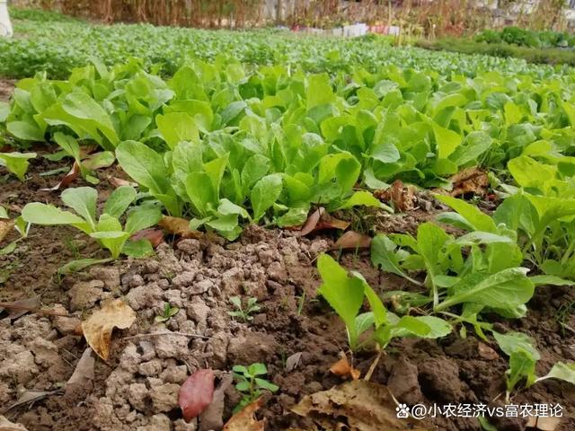 9月份种哪些蔬菜(9月份种哪些蔬菜好)