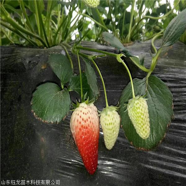 红颜草莓苗种植(红颜草莓育苗技术)