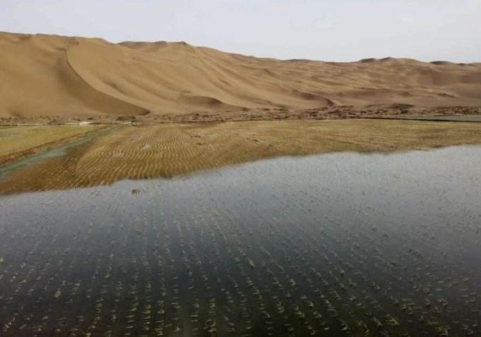 沙漠种水稻视频(沙漠里种水稻喜获成功)