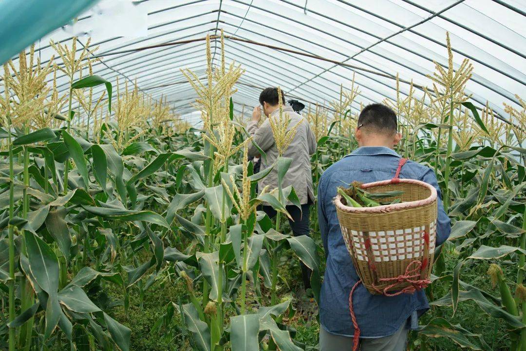 大棚可以种玉米吗(大棚里种玉米能种几茬)