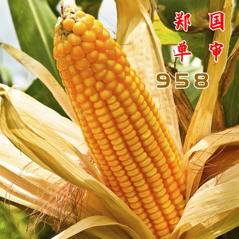 龙单87玉米种介绍(龙单86玉米种子特性)