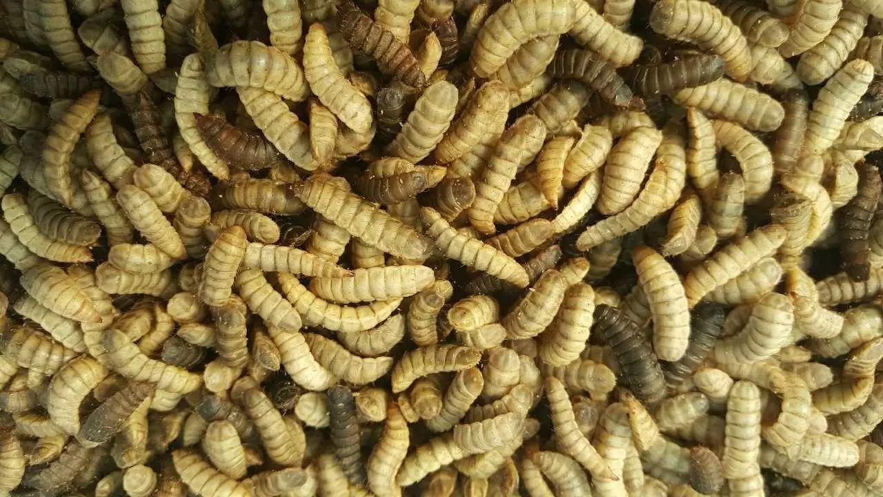 黑水虻养殖方法(黑水虻养殖方法视频)
