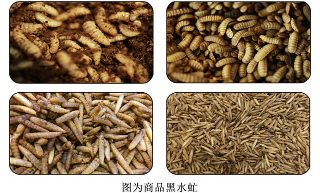 黑水虻养殖方法(黑水虻养殖方法视频)