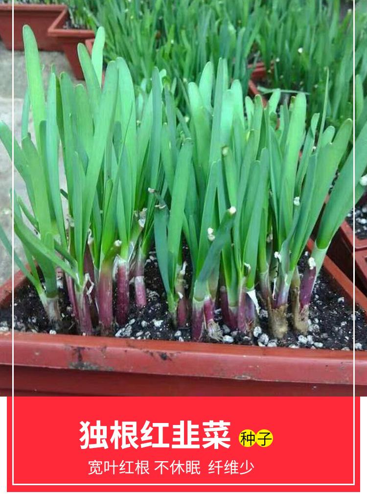 怎样在花盆里种韭菜籽(韭菜种花盆里怎么能种好看)
