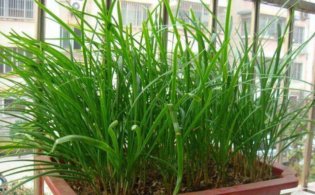 怎样在花盆里种韭菜籽(韭菜种花盆里怎么能种好看)