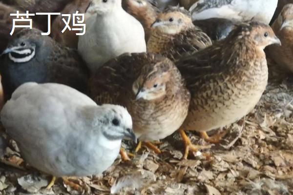 芦丁鸡养殖湿度是多少(芦丁鸡的孵化湿度多少合适)