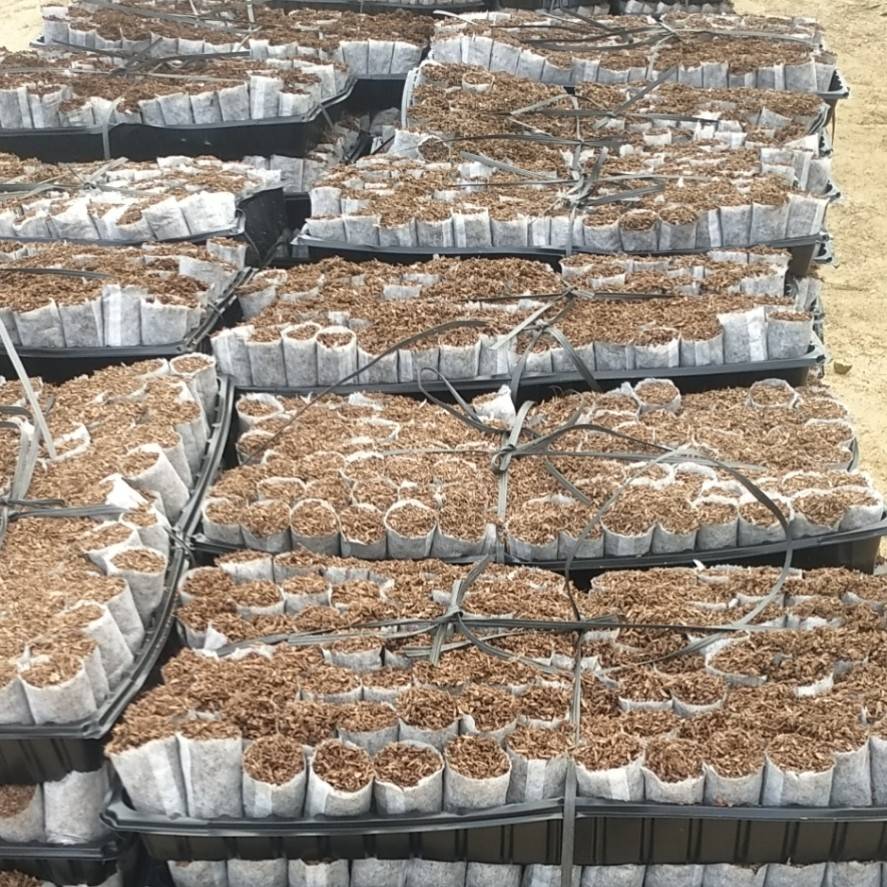 轻型基质育苗(轻基质育苗的技术要点)