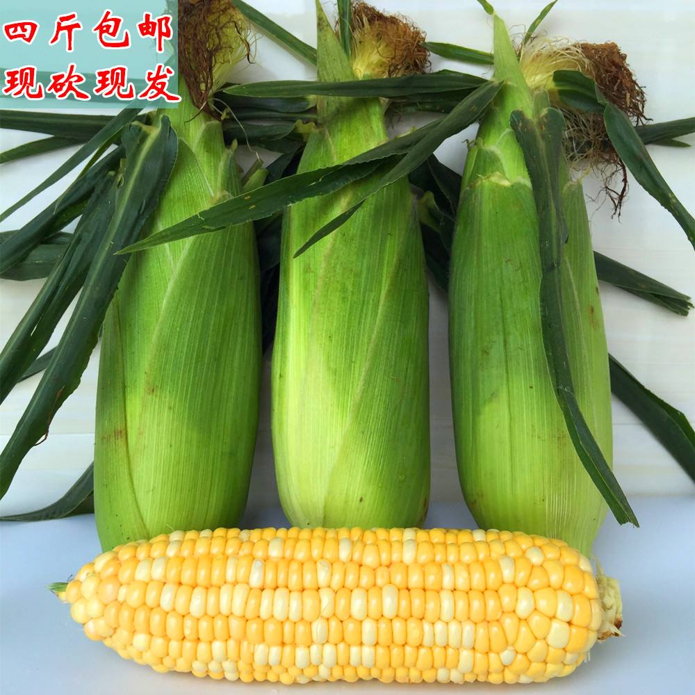 水果玉米批发多少钱一斤(水果玉米多少钱一斤2020)