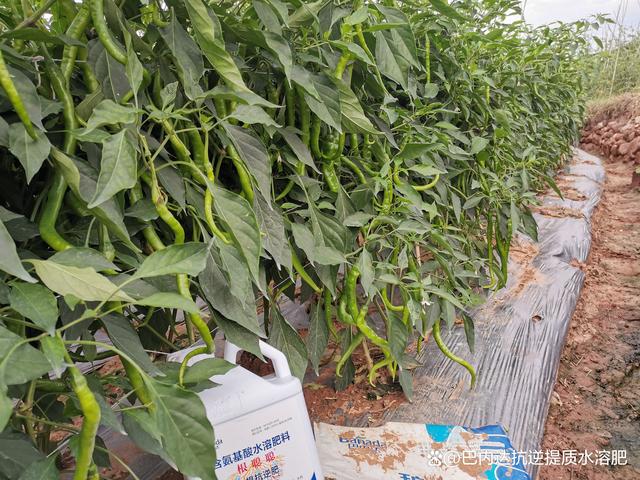 辣椒施肥价格(辣椒施肥价格表)