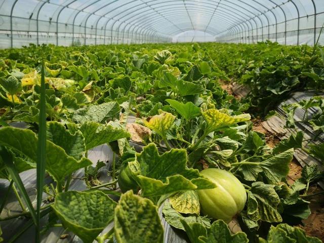 日本甜瓜的种植技术(日本甜瓜的种植技术有哪些)