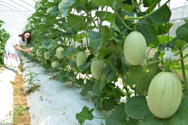 日本甜瓜的种植技术(日本甜瓜的种植技术有哪些)