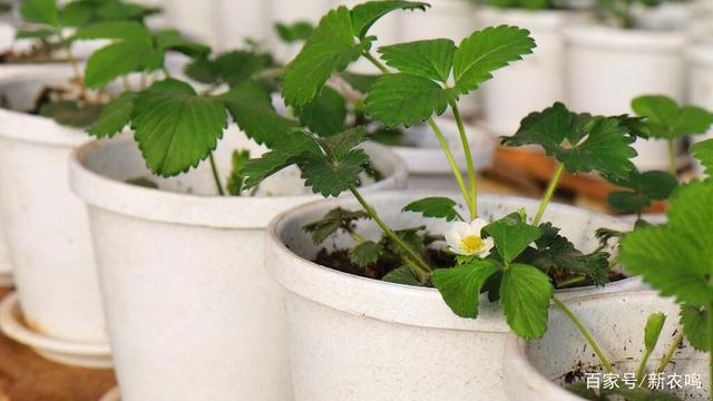 草莓种植方法盆栽(草莓种植盆栽放在室内可不可以)