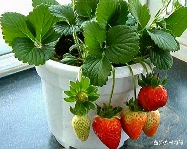 草莓种植方法盆栽(草莓种植盆栽放在室内可不可以)