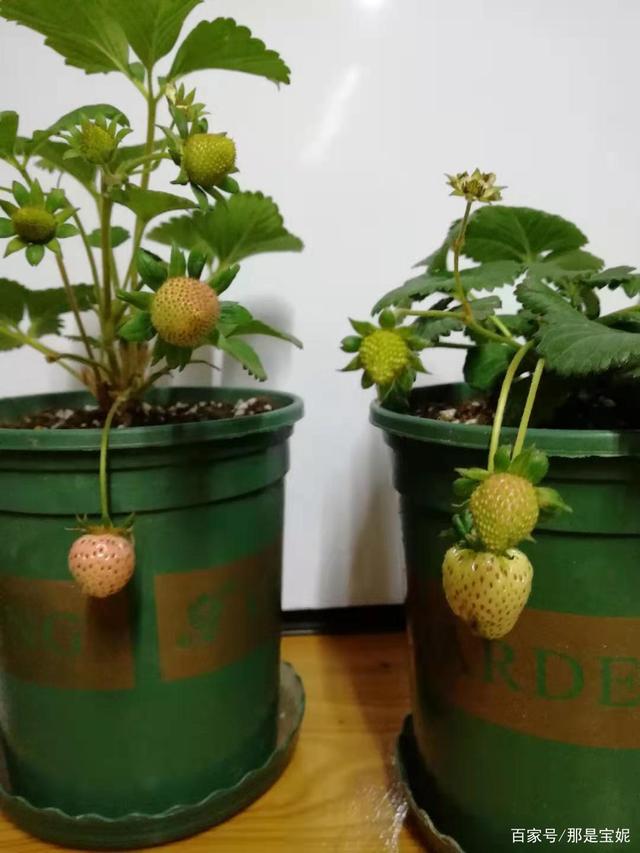 草莓栽花盆里放家中好吗(草莓栽花盆里放家中好吗风水好吗)
