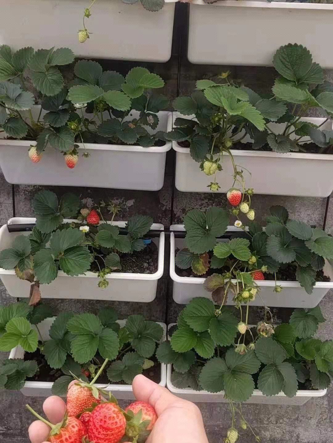 草莓的后期管理(草莓的后期管理有哪些)