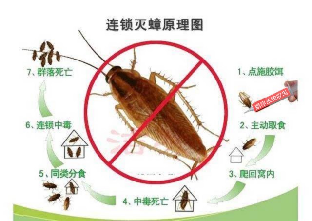 房屋灭虫(房屋杀虫的方法有哪些)