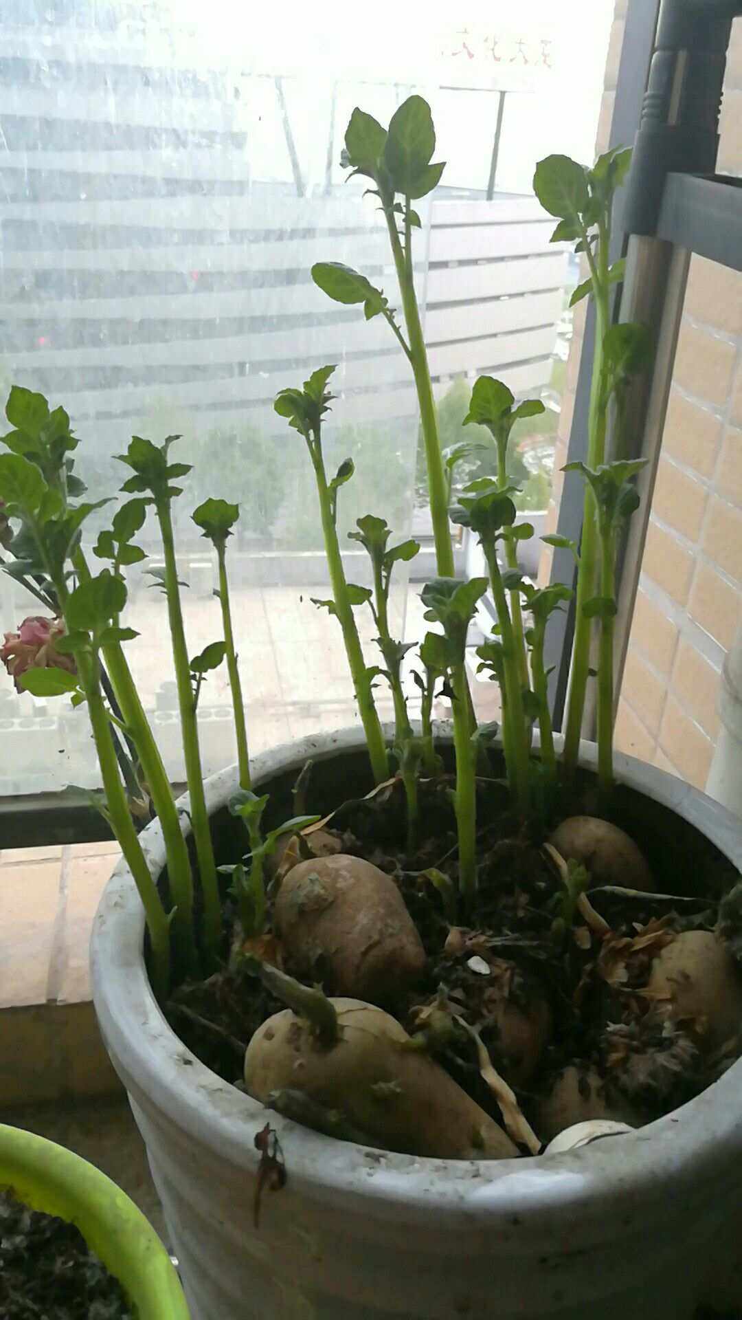 花盆土豆种植方法步骤(花盆土豆种植方法步骤视频)