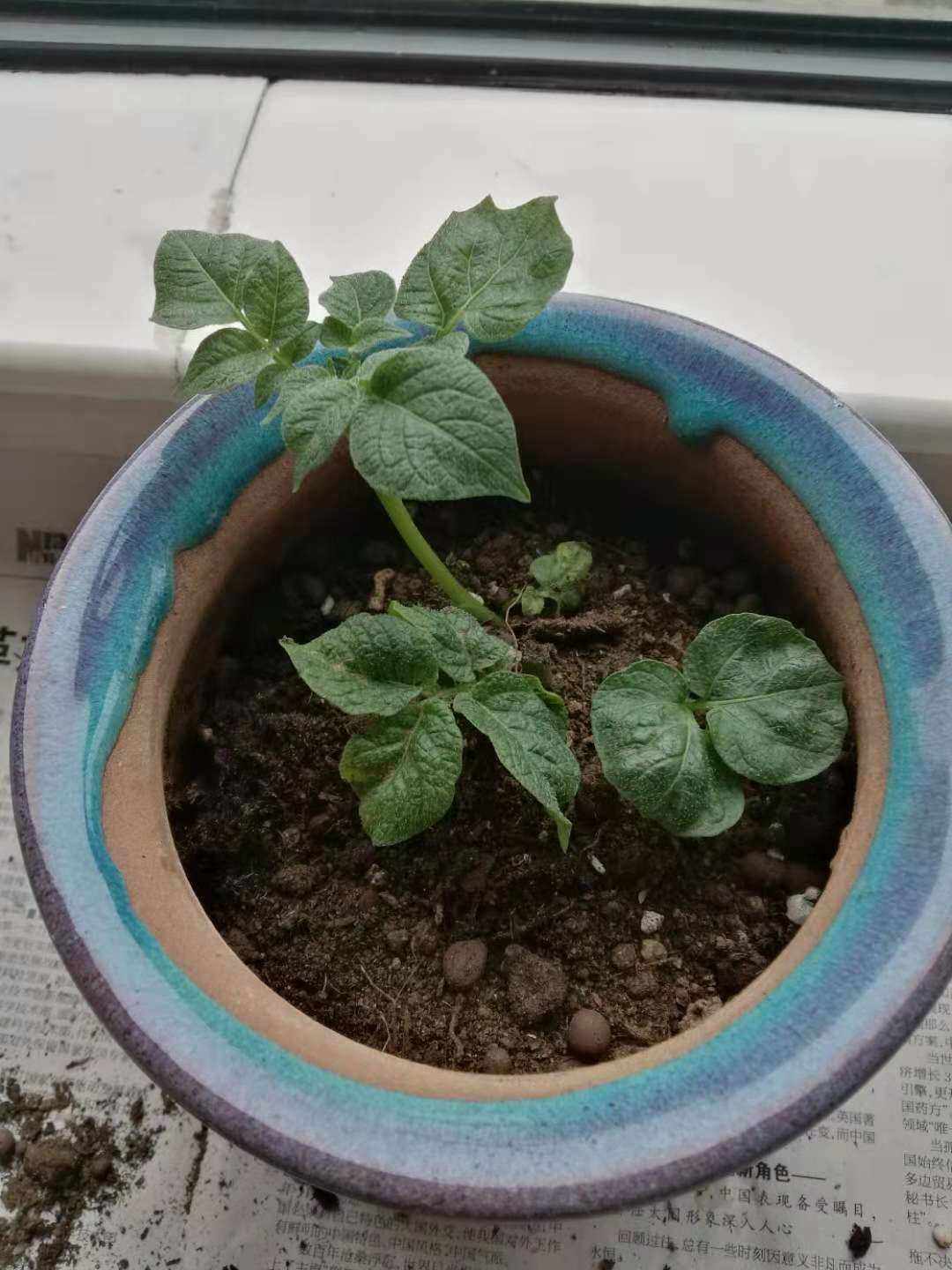 花盆土豆种植方法步骤(花盆土豆种植方法步骤视频)
