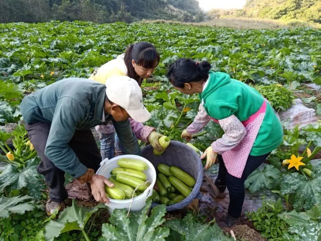 茭瓜几月份种植(茭瓜是怎么生长的)
