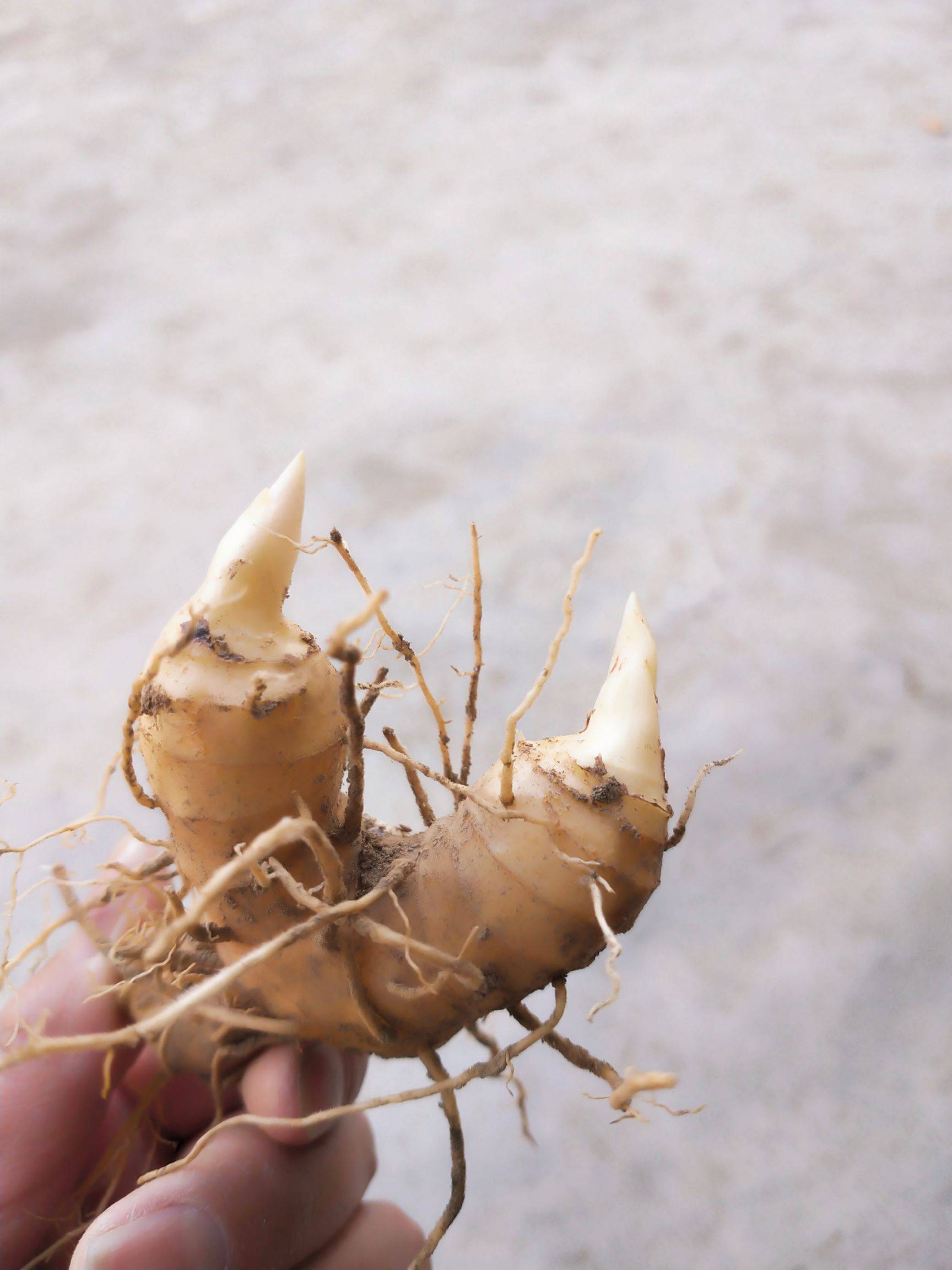 黄精初加工(黄精初加工方法)