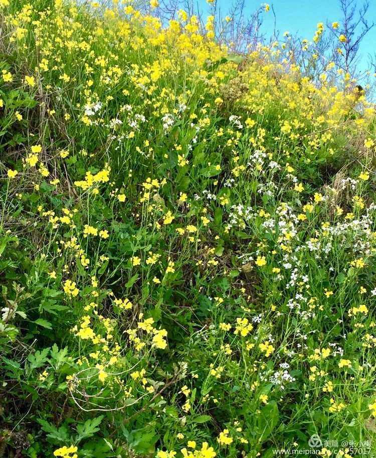 芥菜花和油菜花(芥菜花和油菜花传粉吗)