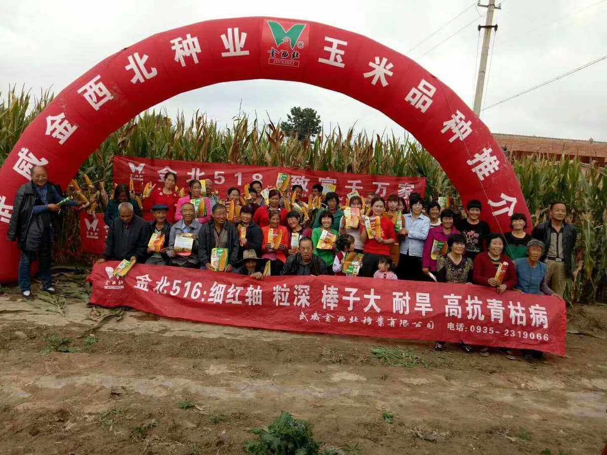 金北516玉米种好不好(金北517玉米品种审定公告)