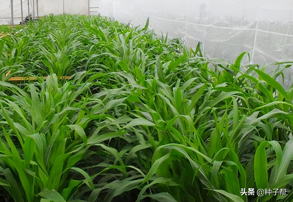 墨西哥甜玉米草怎么种(墨西哥玉米草怎么种植技术)