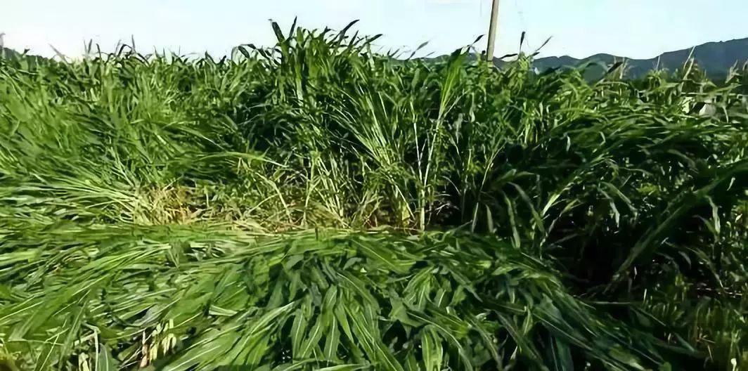 墨西哥甜玉米草怎么种(墨西哥玉米草怎么种植技术)
