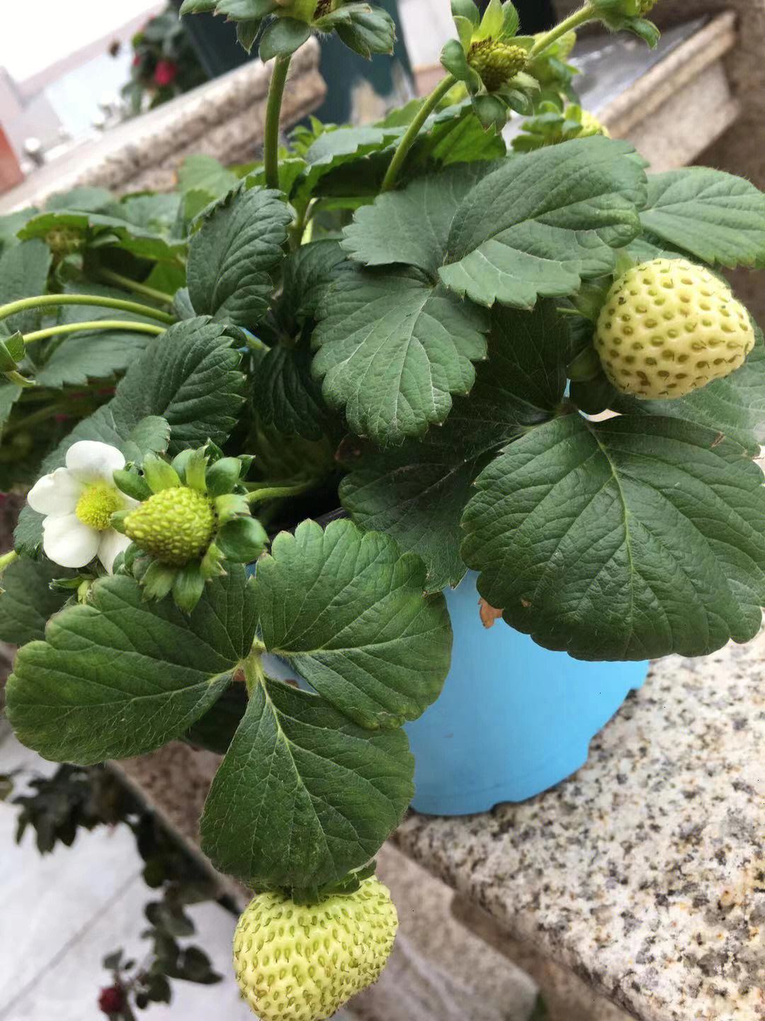 花盆能种草莓吗(花盆种草莓注意事项)