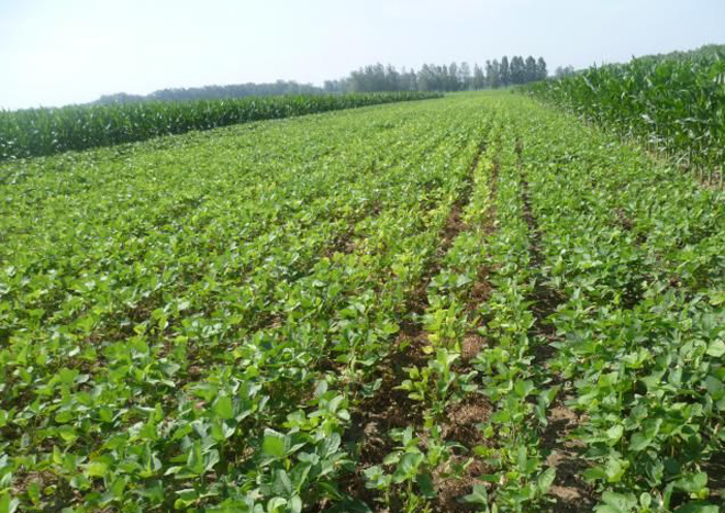 东北大豆种植和收获时间(东北大豆种植和收获时间表)