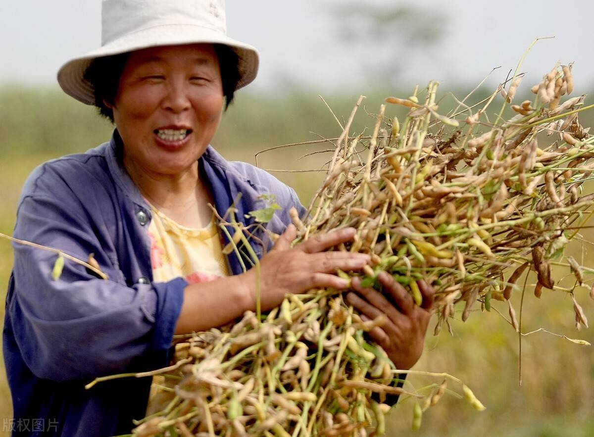 东北大豆种植和收获时间(东北大豆种植和收获时间表)