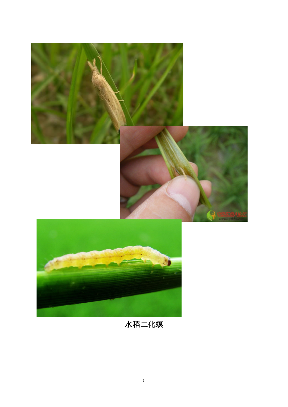 植物病虫防治(植物病虫防治论文范文)