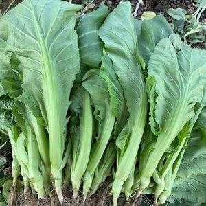 子芥菜(子芥菜如何腌制)