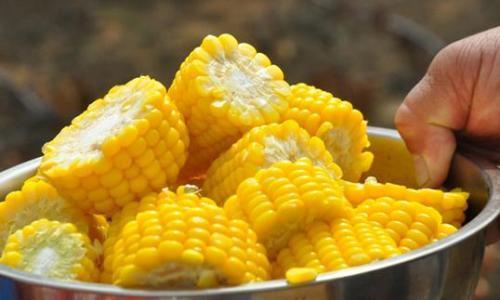 水果玉米转基因食品(水果玉米和转基因玉米有什么区别)