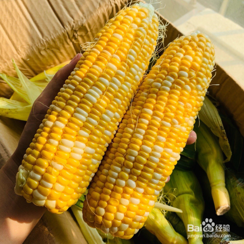 水果玉米转基因食品(水果玉米和转基因玉米有什么区别)