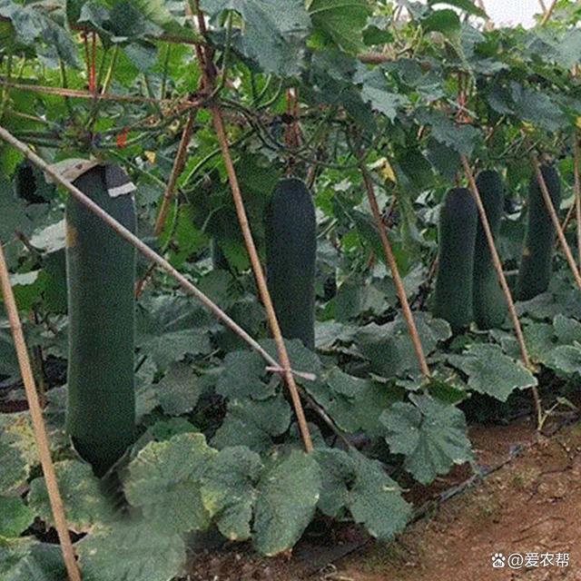 冬瓜的种植方法和管理技术(冬瓜的种植方法和管理技术视频)